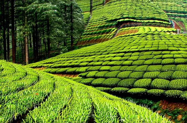 Discover Darjeeling’s Hidden Tea Gardens