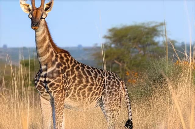 15 Hidden Wildlife Spots in Pretoria You Must Visit