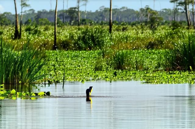 15 Iquitos Hidden Wildlife Experiences You Can’t Miss