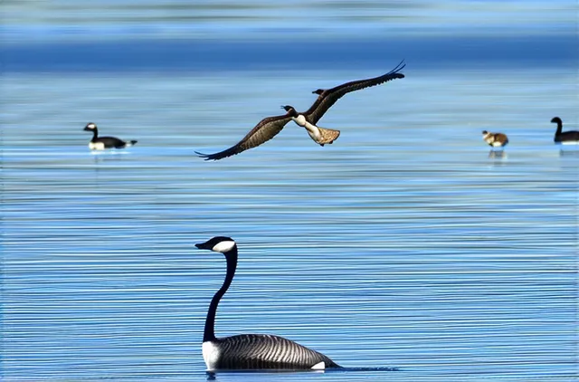 15 Hidden Wildlife Spots in Anchorage You Must Visit