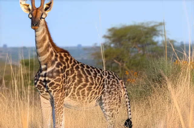 15 Hidden Wildlife Spots in Pretoria You Must Visit