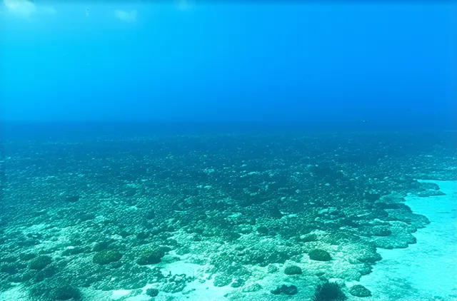 15 Secret Marine Spots in Key West You Must Visit