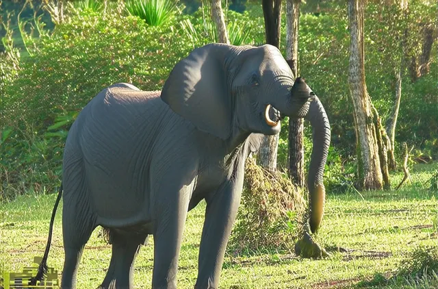 Discover Secret Wildlife Spots in Mombasa