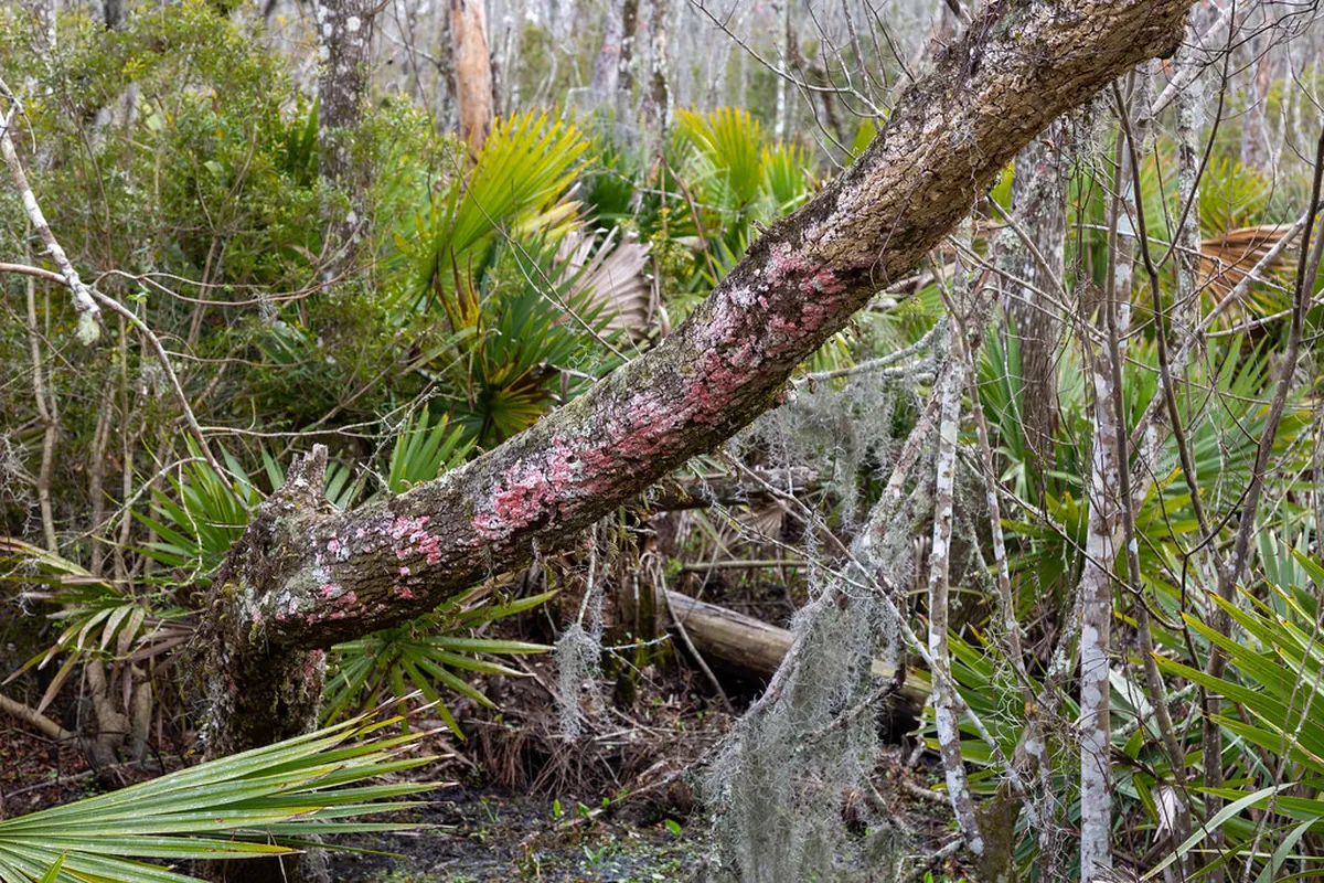 15. Barataria Preserve