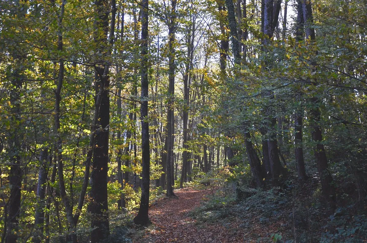 1. Belgrad Forest