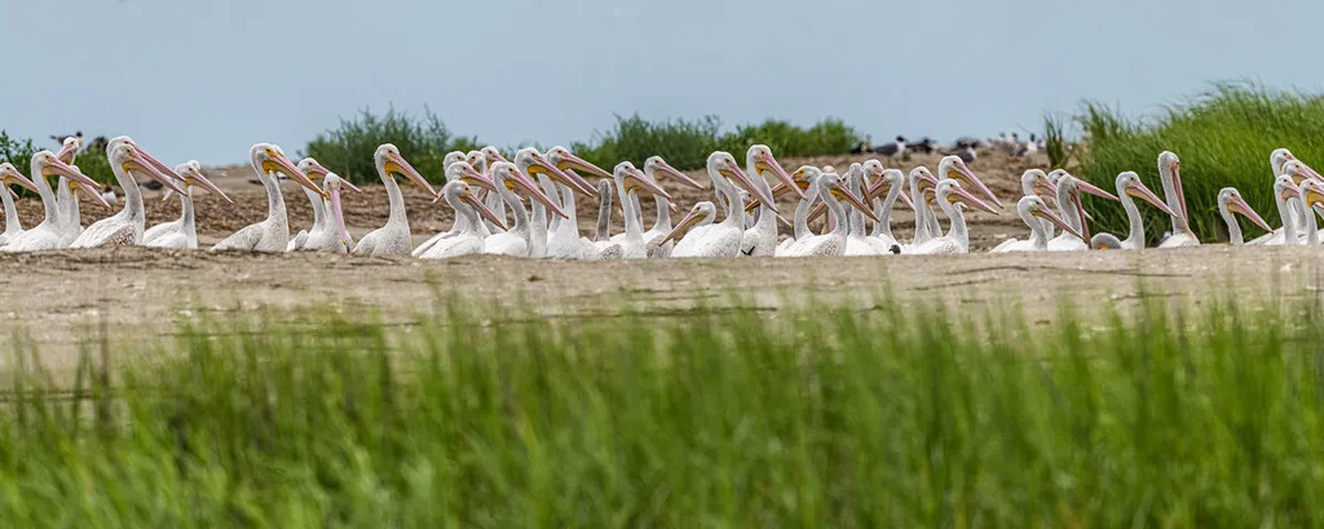 10. Bull Island