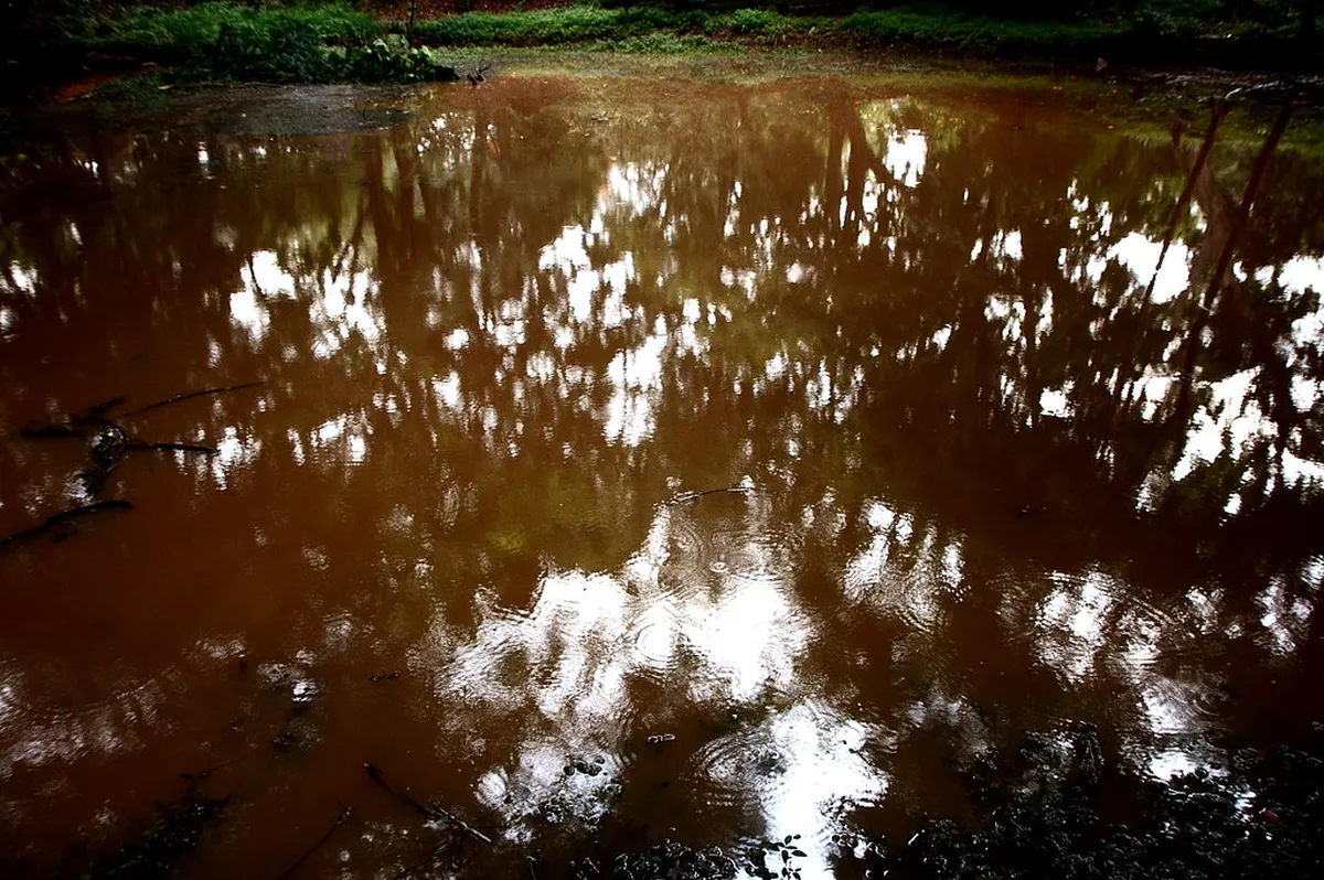 4. Cubbon Park