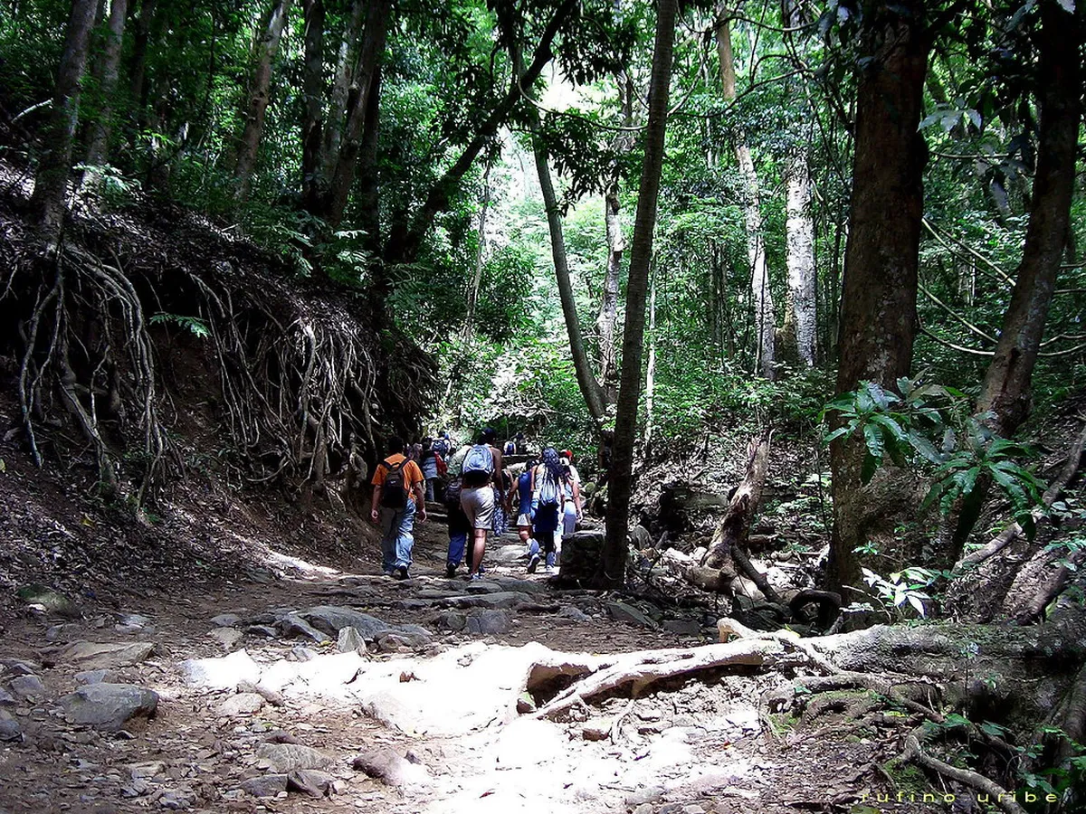 15. El Bosque