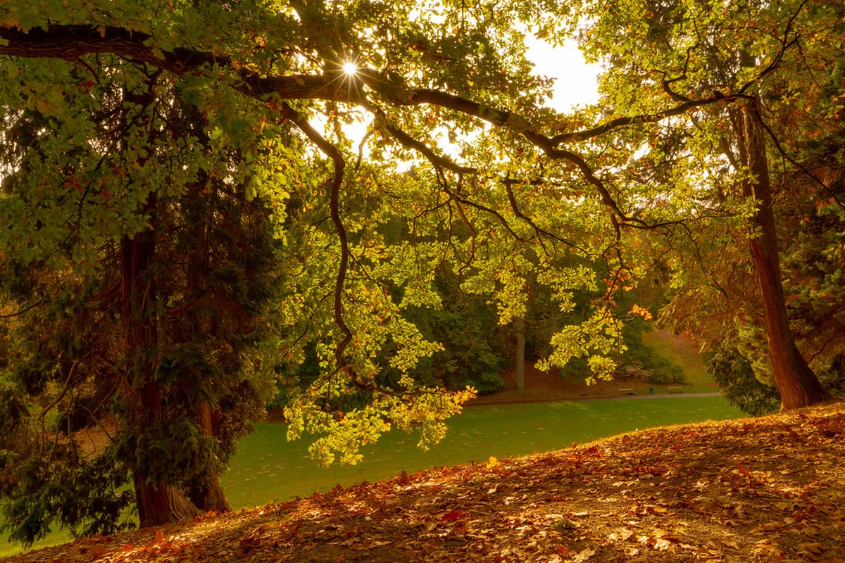 8. Forest