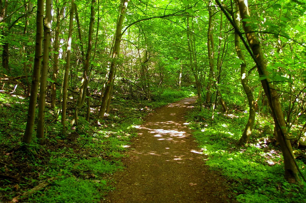 2. Grunewald Forest