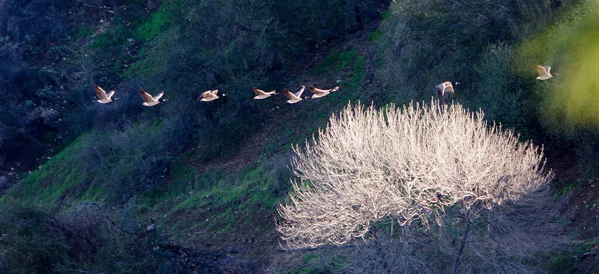 18. Hahamongna Watershed Park