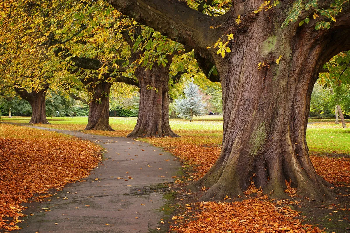 4. Henrietta Park