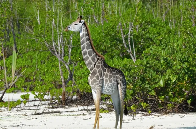 Hidden wildlife viewing spots in Placencia