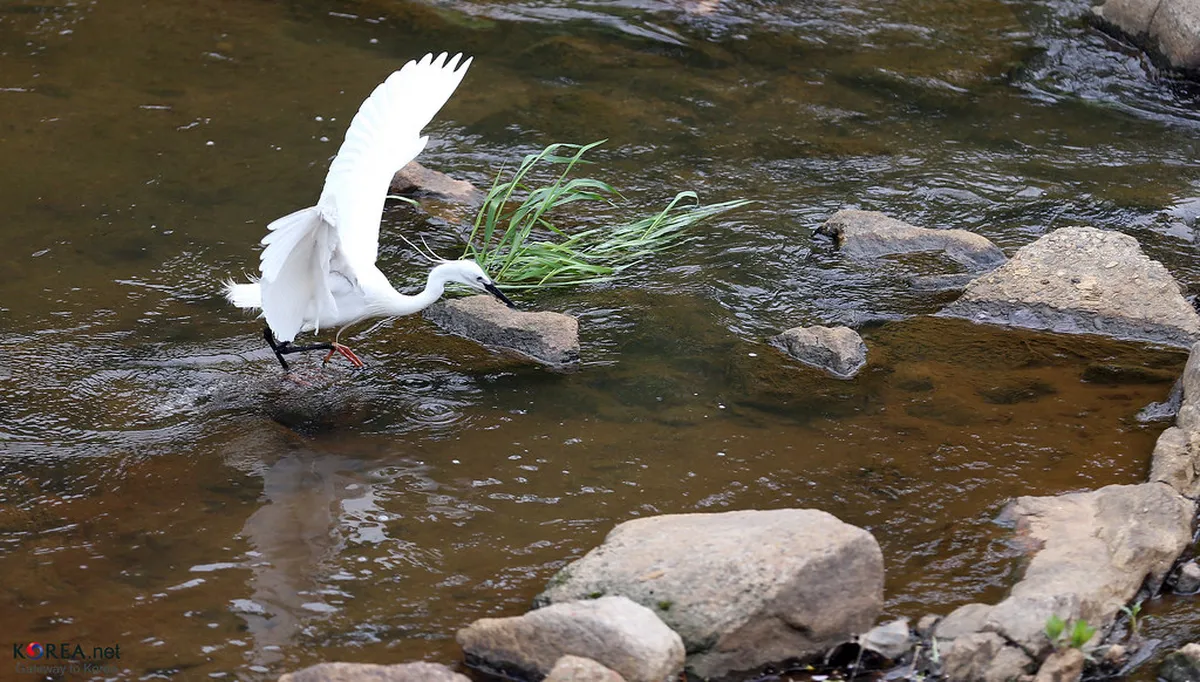 18. Hongjecheon Stream