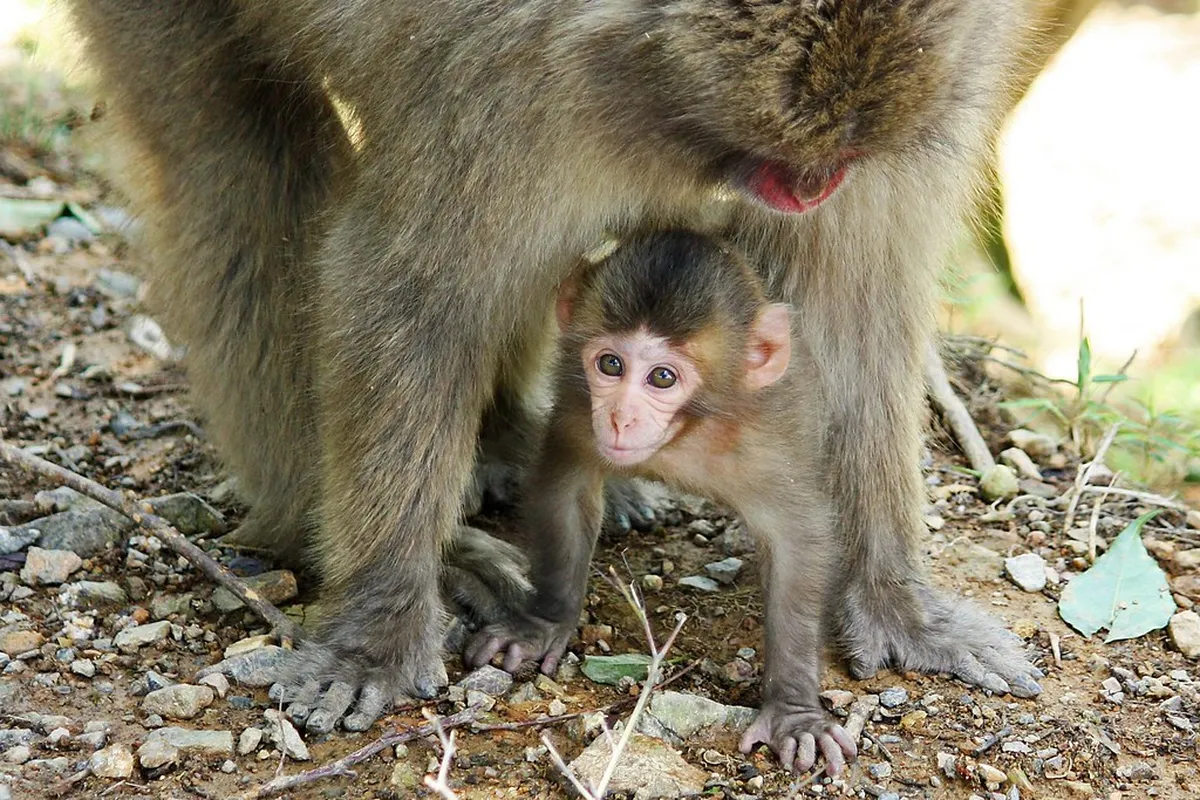 6. Iwatayama Monkey Park
