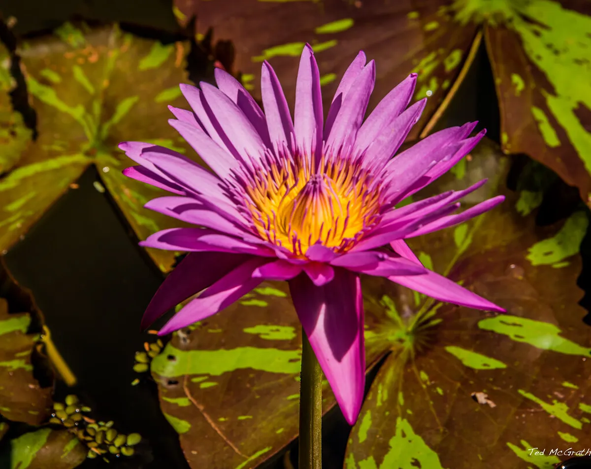 16. Jardín Botánico Carlos Thays