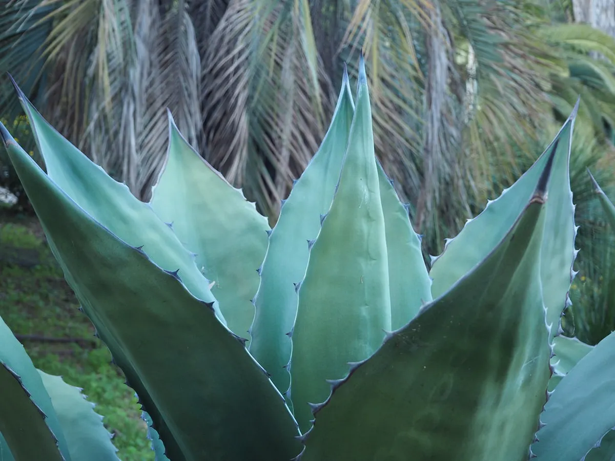 4. Jardins de Mossèn Costa i Llobera