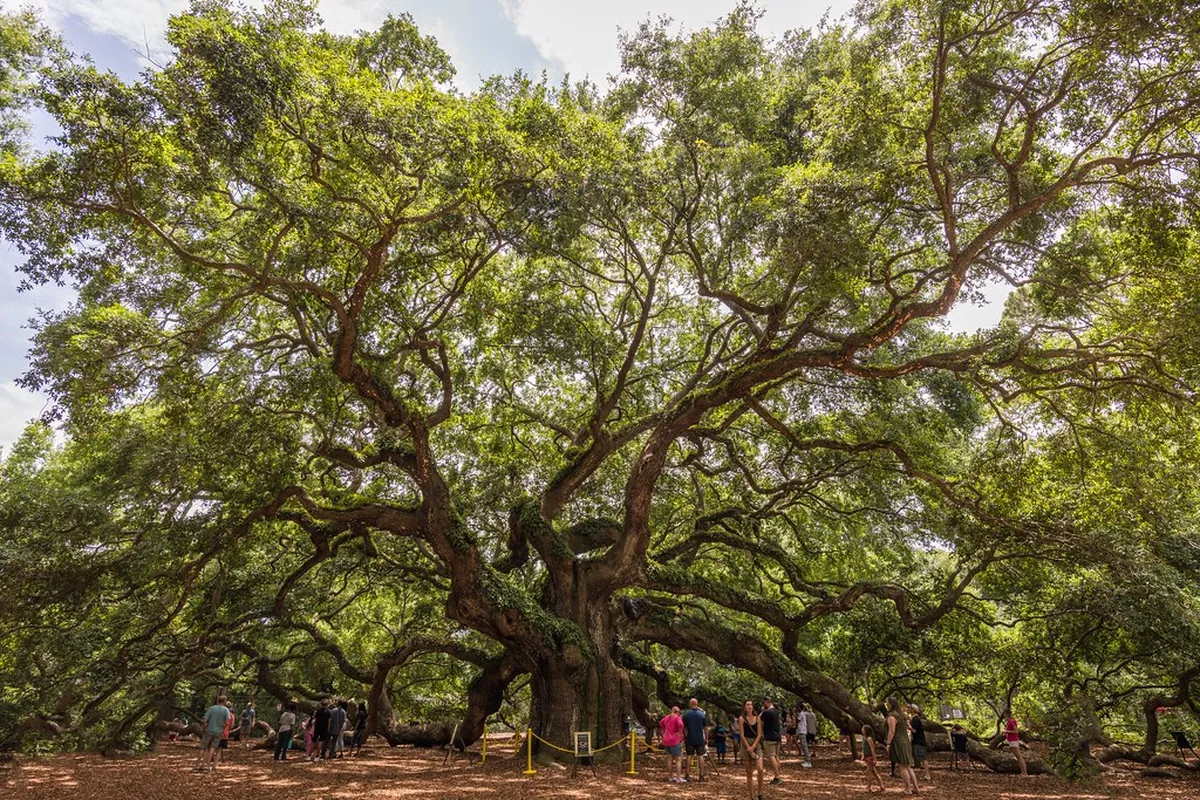 18. Johns Island