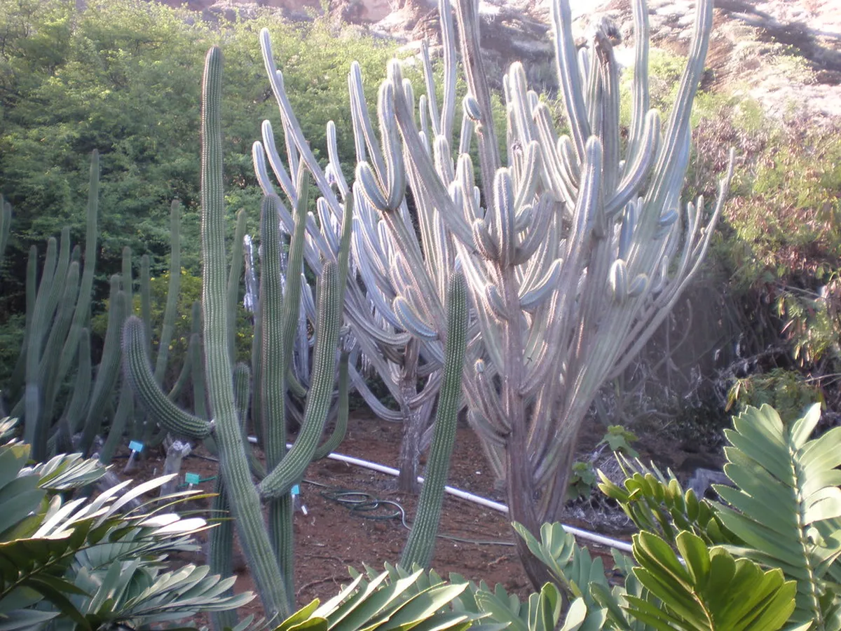 6. Koko Crater Botanical Garden