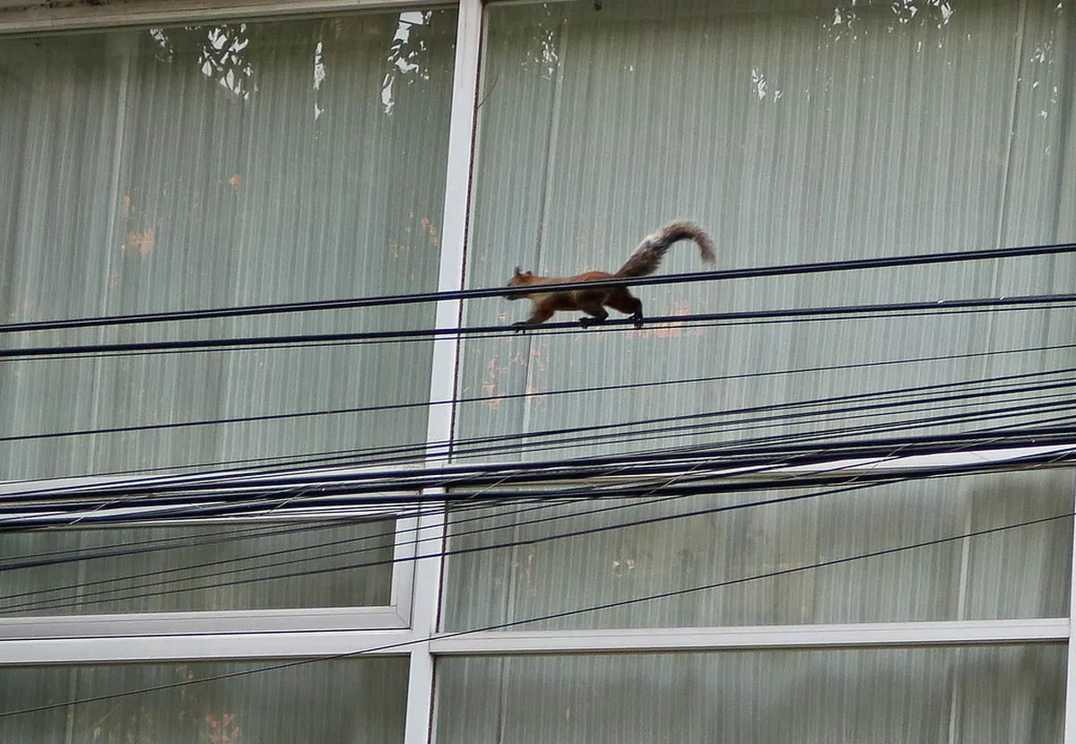 14. La Condesa