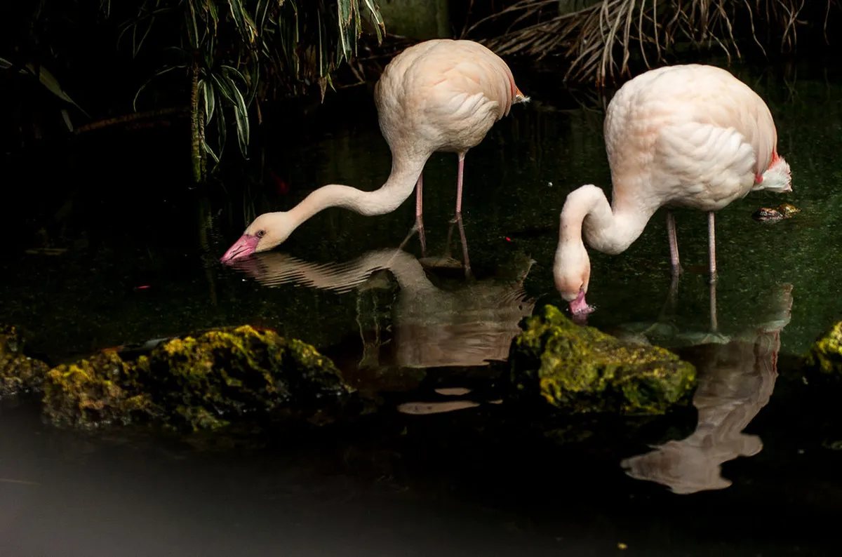 9. Parc Phoenix