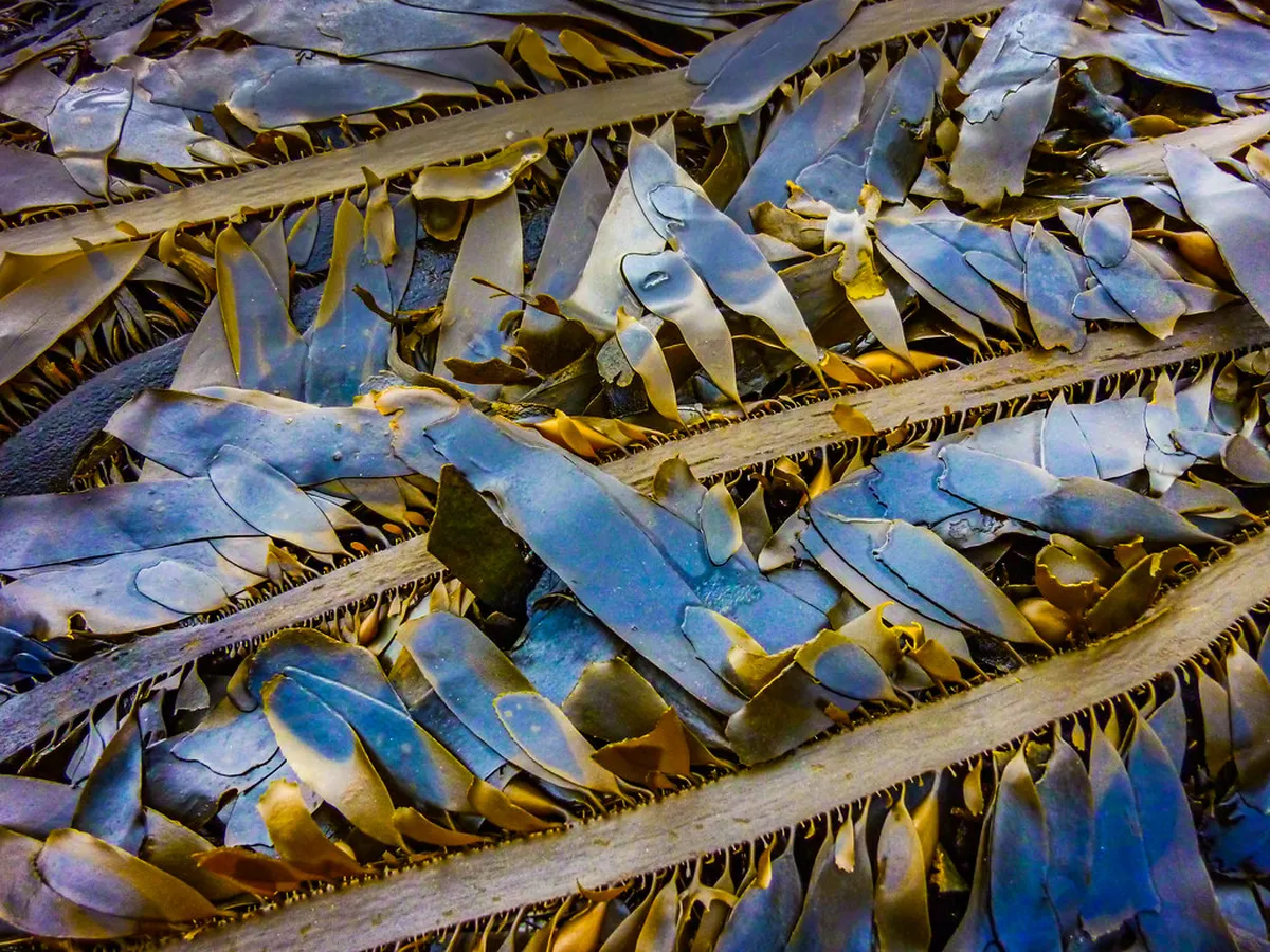 13. Point Loma Tide Pools