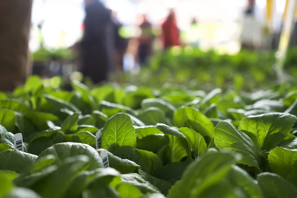 10. Rainier Beach Urban Farm and Wetlands