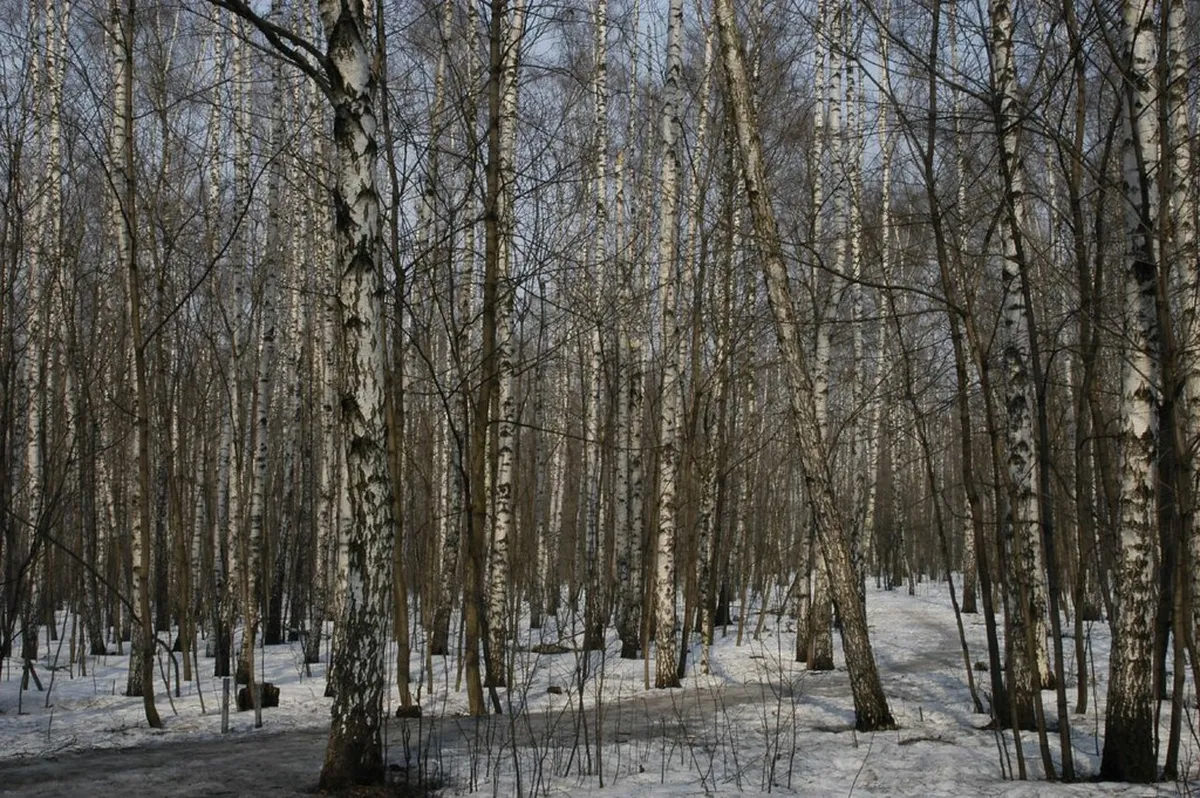 4. Sokolniki