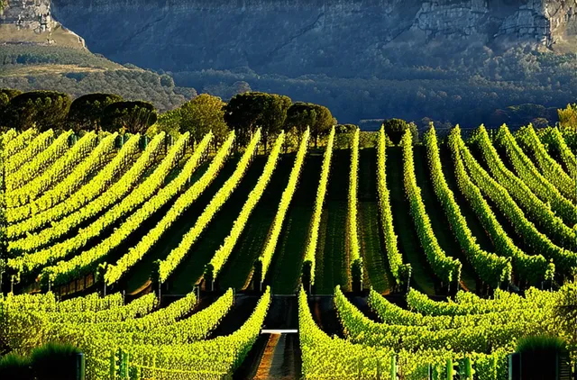 Stellenbosch hidden wineries