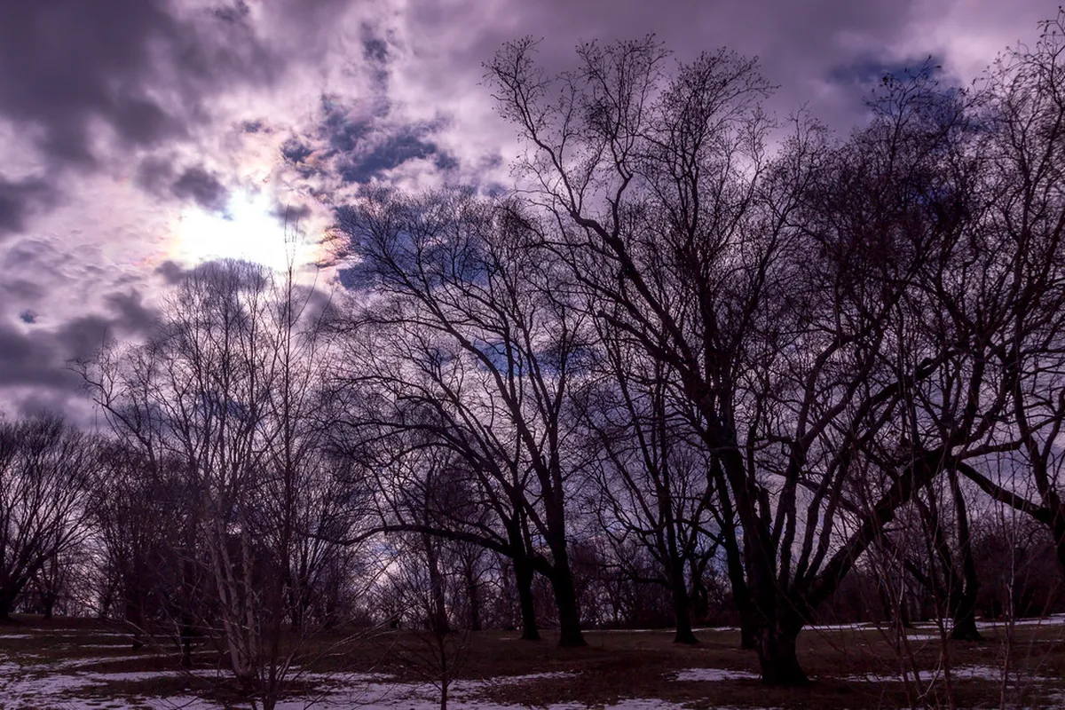 4. The Arnold Arboretum