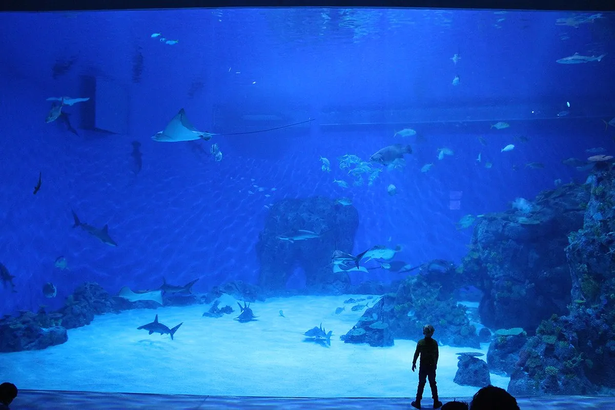 6. The Blue Planet (Den Blå Planet)