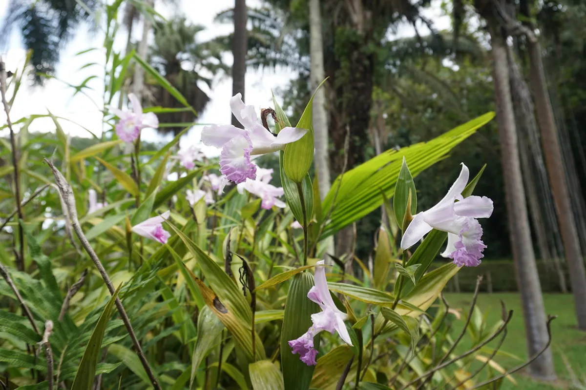 15. The Botanical Garden of São Paulo