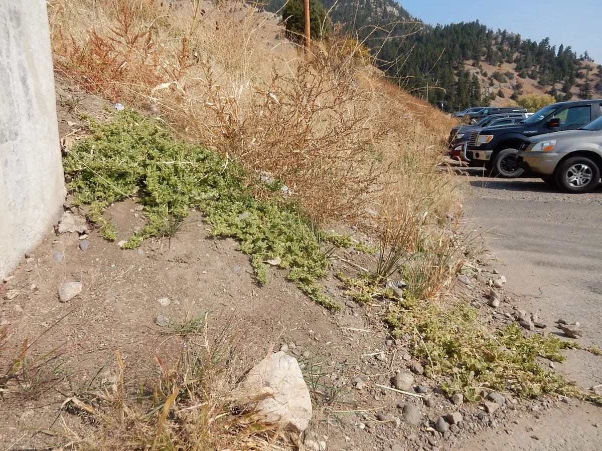 11. The Bozeman Trailhead