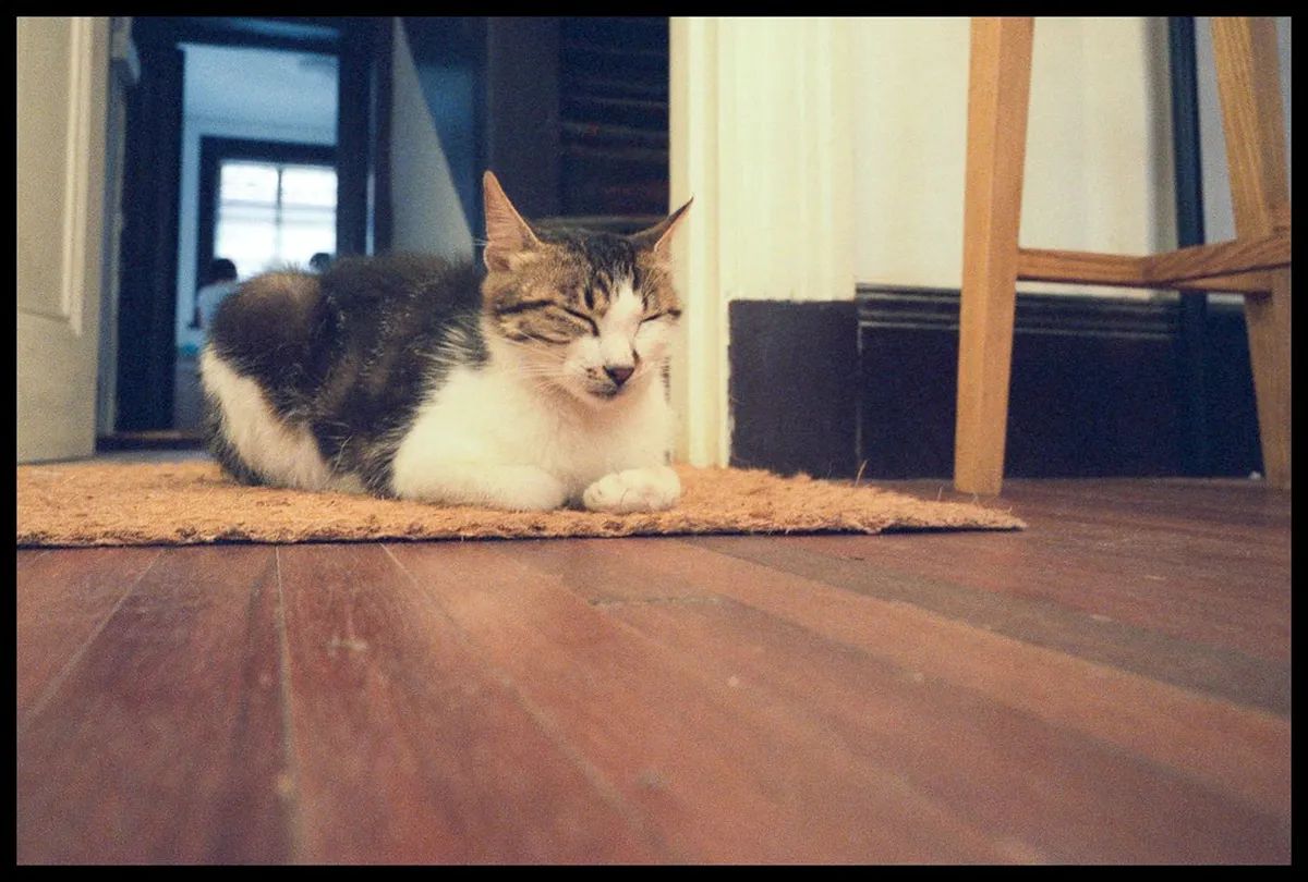 12. The Cat Café