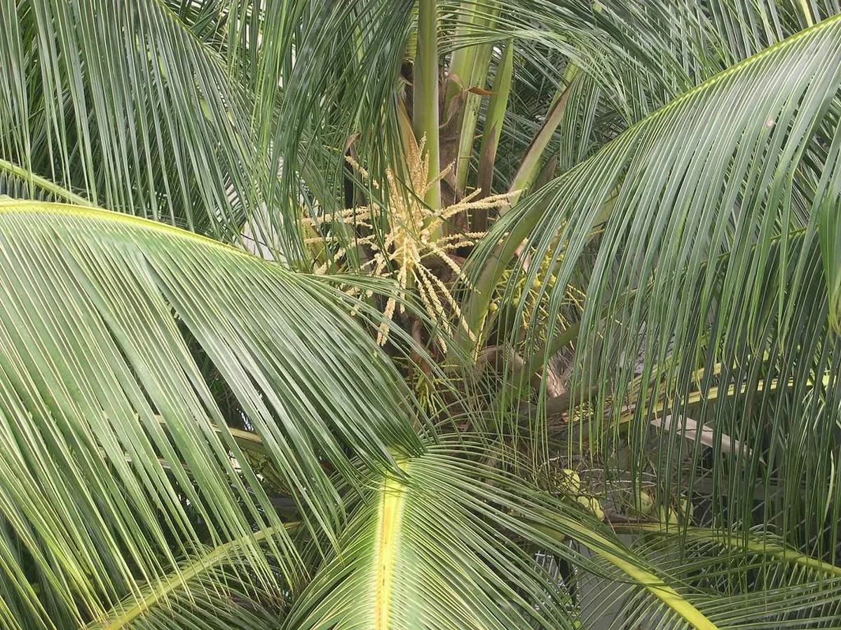 8. The Coconut Palace