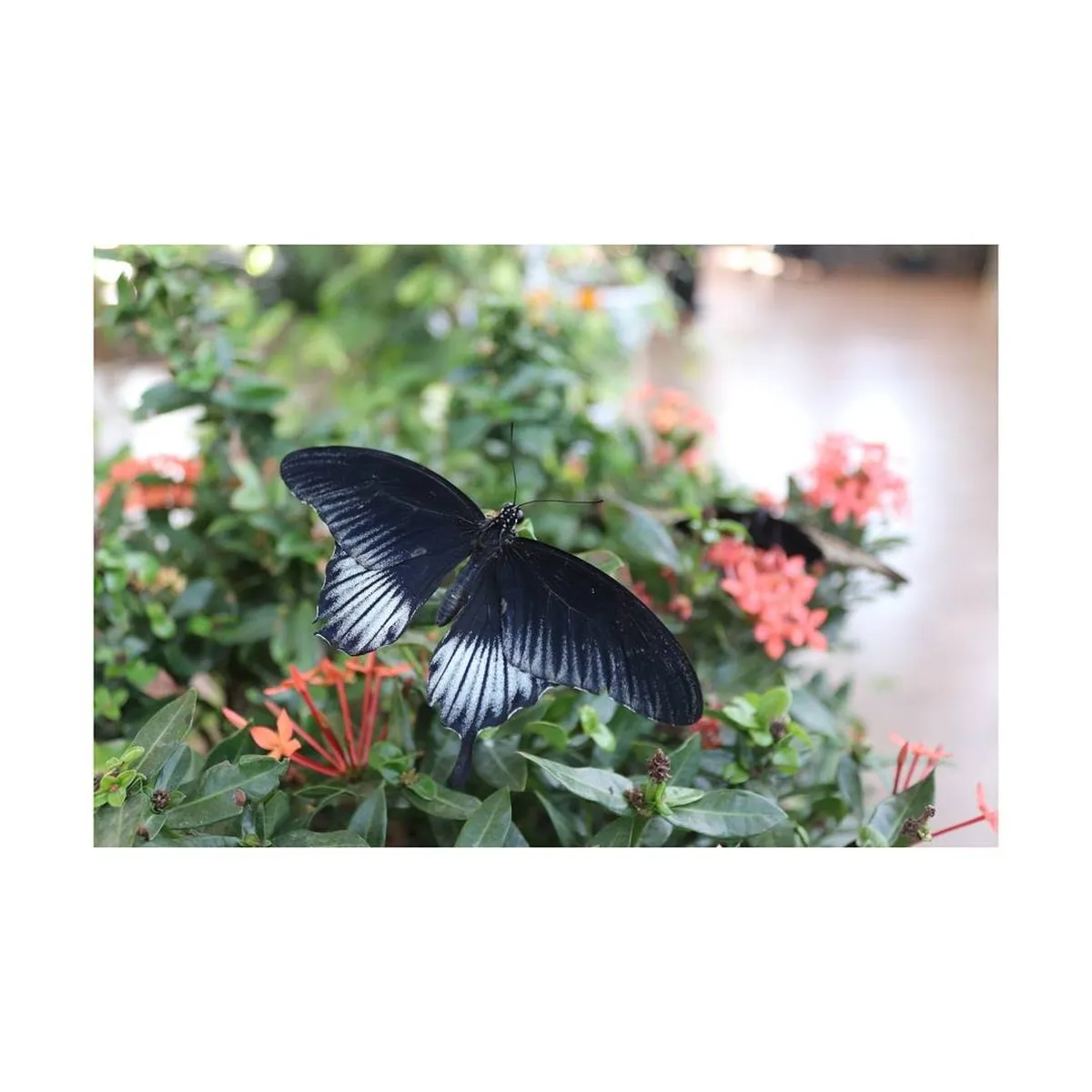 13. The Dubai Butterfly Garden