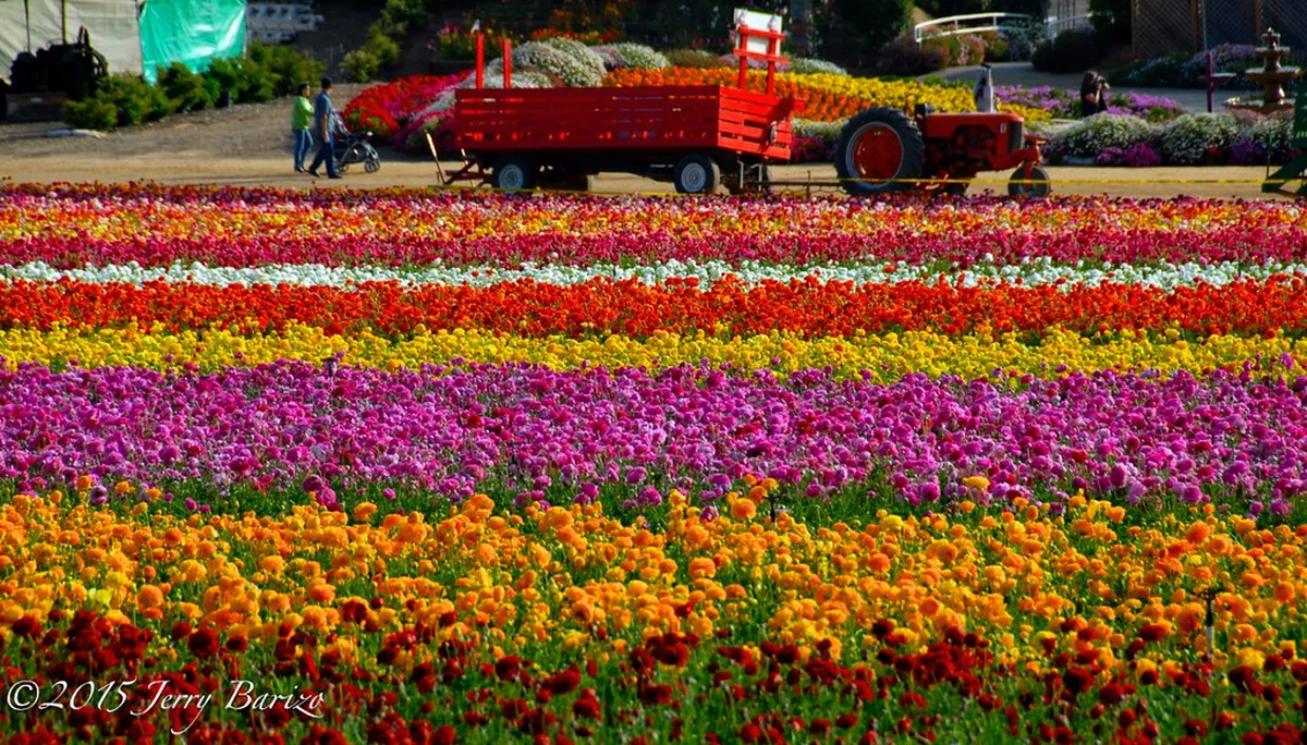 10. The Flower Fields at Carlsbad Ranch