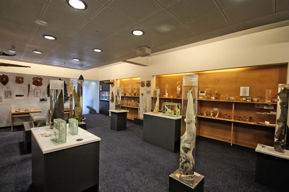 1. The Icelandic Phallological Museum