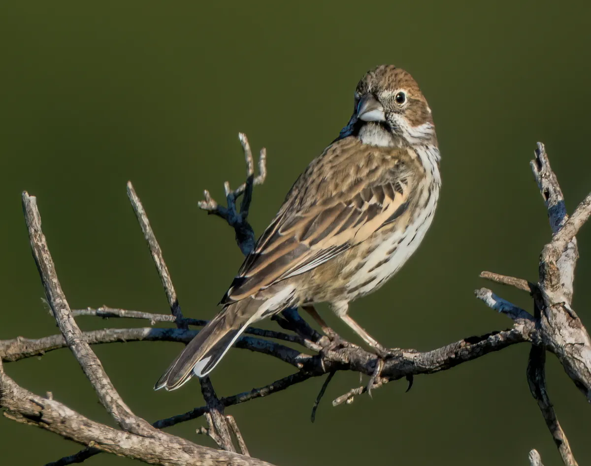 4. The Lark