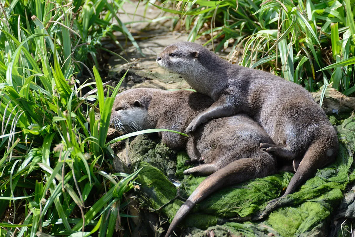 17. The London Wetland Centre